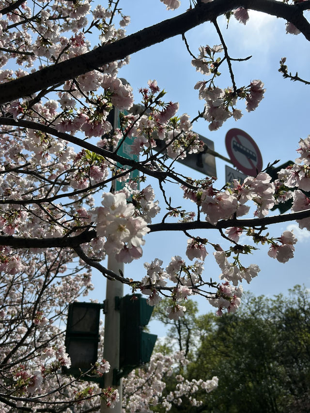 捉住了陽明山櫻花季的尾巴🌸