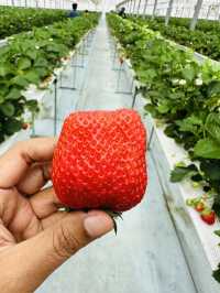 Kishinosato Strawberry Farm ฟาร์มสตรอว์เบอร์รีสดๆ