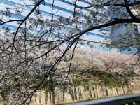 目黒川の桜が彩る春の散歩道、訪れるべき絶景スポット