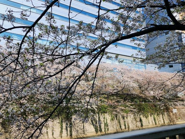 目黒川の桜が彩る春の散歩道、訪れるべき絶景スポット