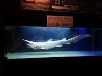 美麗海水族館🐋為了見鯨鯊一面一定要去
