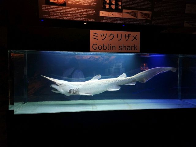 美麗海水族館🐋為了見鯨鯊一面一定要去
