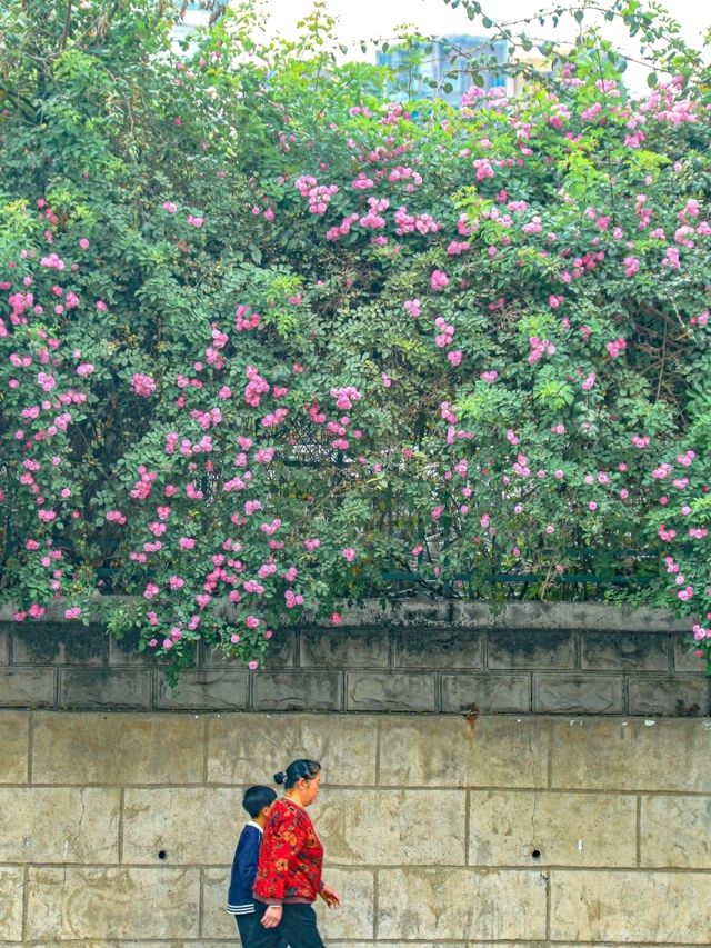 Chill by the Lake in Chengdu