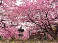 Chasing Sakura at Tanjo-ji Temple Chiba