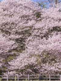Chasing Sakura at Harumeki