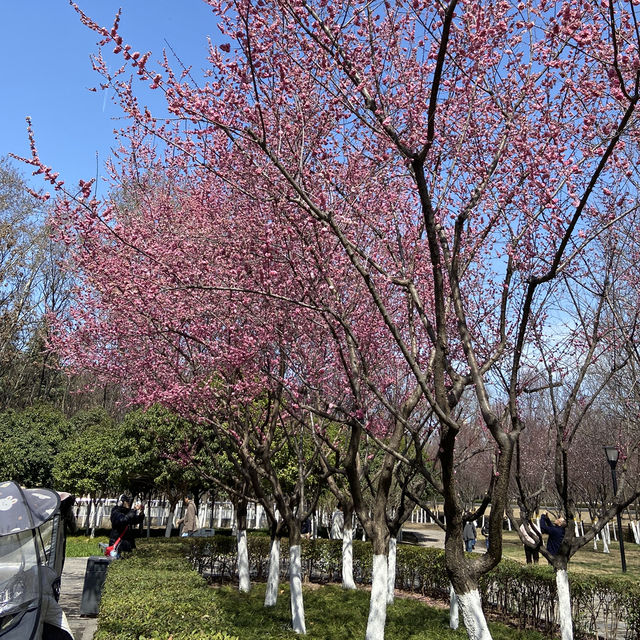 廣仁寺三月花季，錯過再等一年！