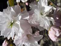 Chasing Sakura at Shiwahiko and Shiogama Shrines