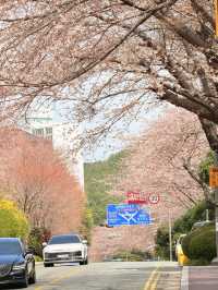 釜山｜迎月路粉色浪漫散步道 臥牛山的浪漫故事