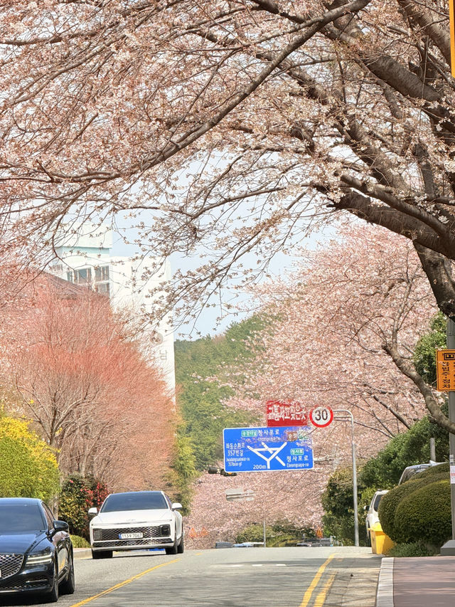 釜山｜迎月路粉色浪漫散步道 臥牛山的浪漫故事