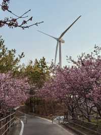 Chasing Sakura at Omaezaki Windmill
