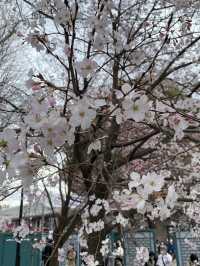 Ueno Park: Tokyo's Ultimate Cherry Blossom Dream