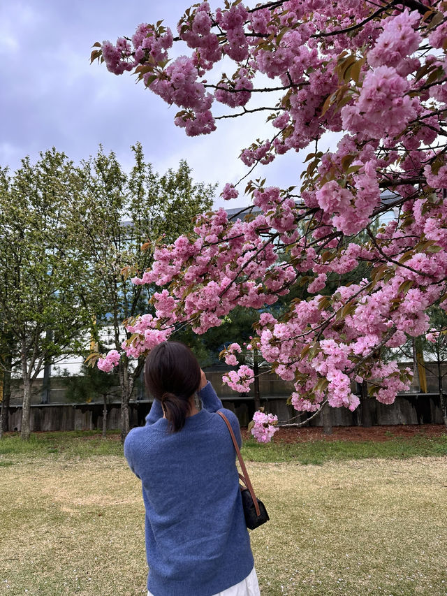 자주빛 겹벚꽃의 성지 미사경정공원🌸