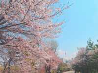 🌸서울 근교, 고양시 덕양구 지도공원 봄여행 장소 추천🌸