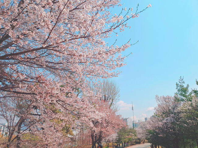 🌸서울 근교, 고양시 덕양구 지도공원 봄여행 장소 추천🌸