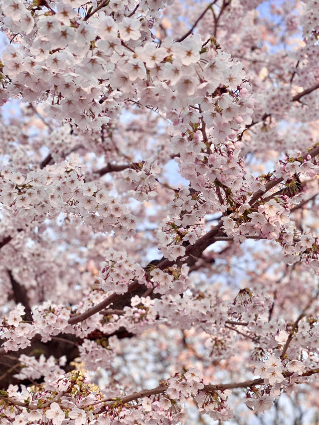 🌸 안양 충훈 벚꽃축제, 봄의 낭만을 만끽하는 완벽 여행지!
