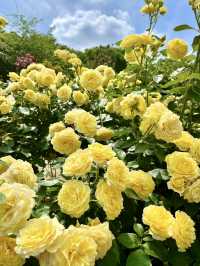 Spring Outing: Keisei Rose Garden🌼