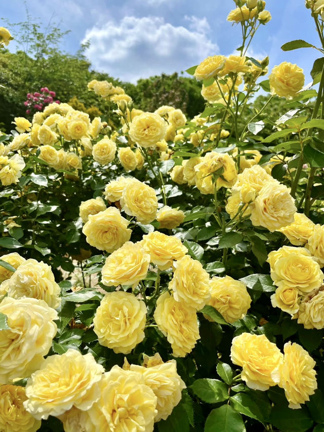 Spring Outing: Keisei Rose Garden🌼