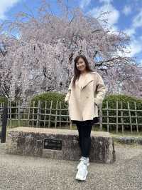 京都櫻花 3月31日實況