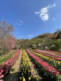 【福島×春旅】開花シーズン中はマイカー規制 シャトルバスで・・
