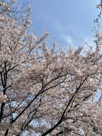 석촌호수말고 여기가세요!