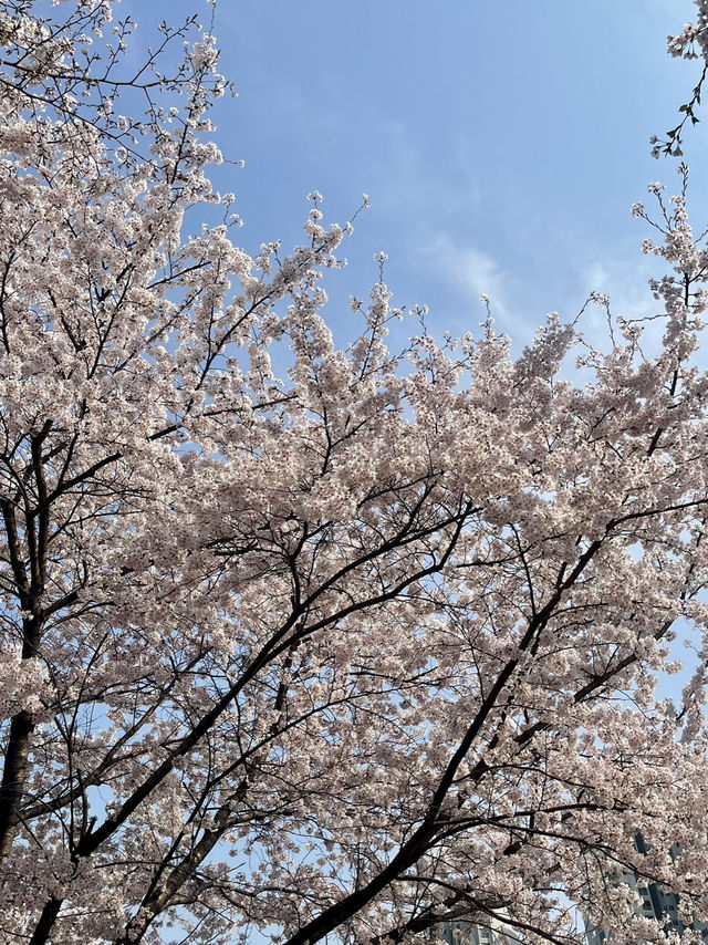 석촌호수말고 여기가세요!