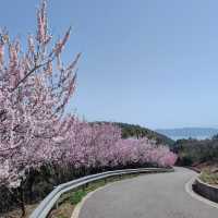 貓囒山·櫻花遍野
