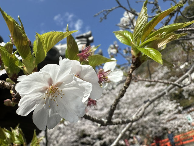 神秘的地方～櫻吹雪🌸