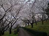 2025年4月2日日本高松市朝日山森林公園滿開