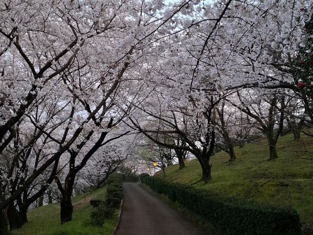 2025年4月2日日本高松市朝日山森林公園滿開