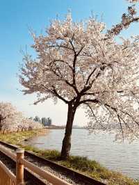 Pink Archway by the Water: Anyangcheon's Stunning Blossom Stroll