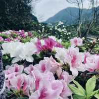 萬里杜鵑花季｜免費賞花好去處，春日漫遊半日遊推薦！