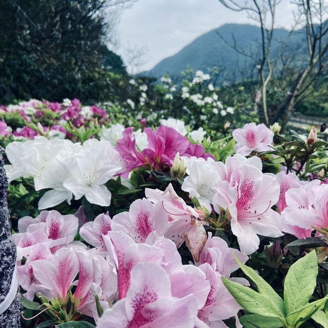 萬里杜鵑花季｜免費賞花好去處，春日漫遊半日遊推薦！