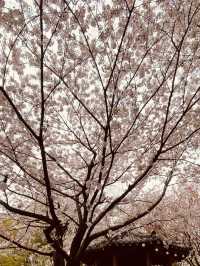 Don't Miss Ansan: Seoul's Premier Cherry Blossom Destination