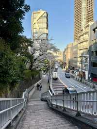 Full Bloom🌸 Cherry Blossoms at Nogi Park
