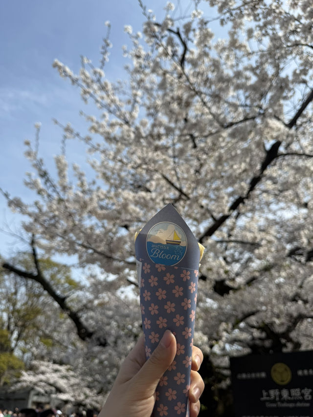 벚꽃 명소의 정석, 우에노 공원🌸