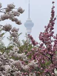 Cherry blossom @ Yuyuantan Park Beijing China