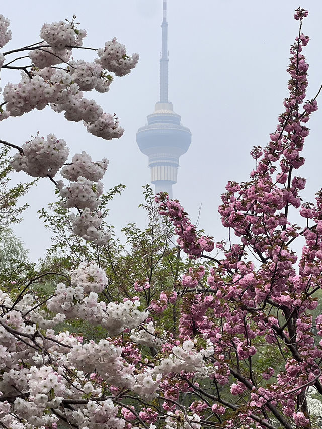 Cherry blossom @ Yuyuantan Park Beijing China