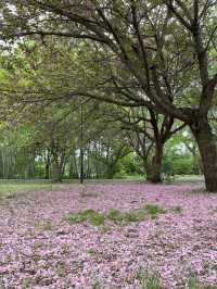 【青森×富士見パーク】 様々な花を鑑賞できる公園