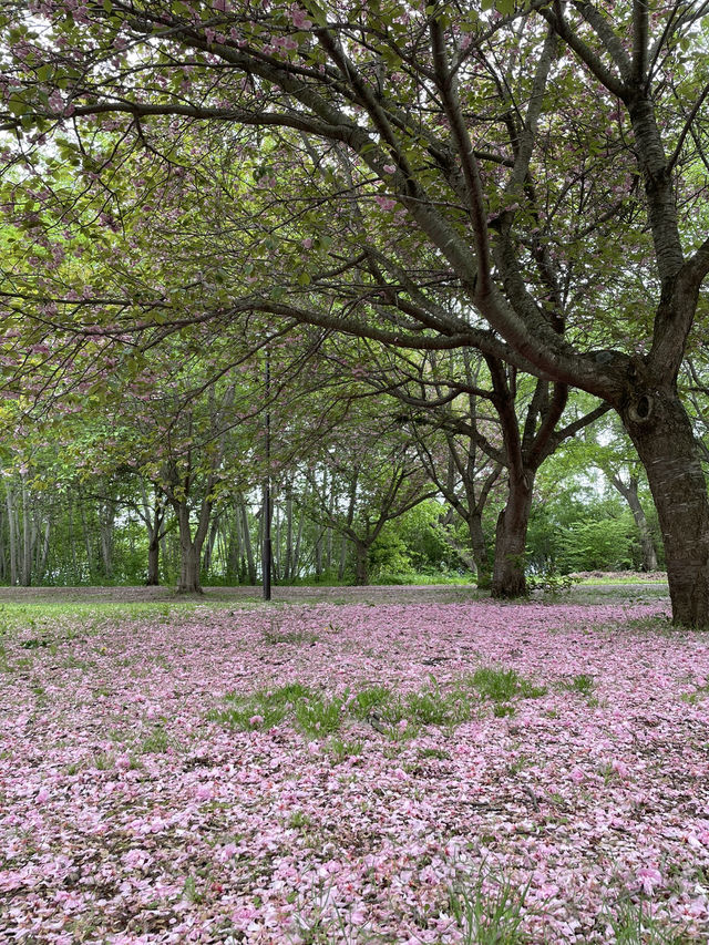 【青森×富士見パーク】 様々な花を鑑賞できる公園