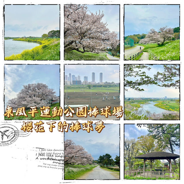 東風平運動公園棒球場•櫻花下的棒球夢