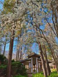 Blush Pink Paradise — Cherry Blossom Season on Nami Island