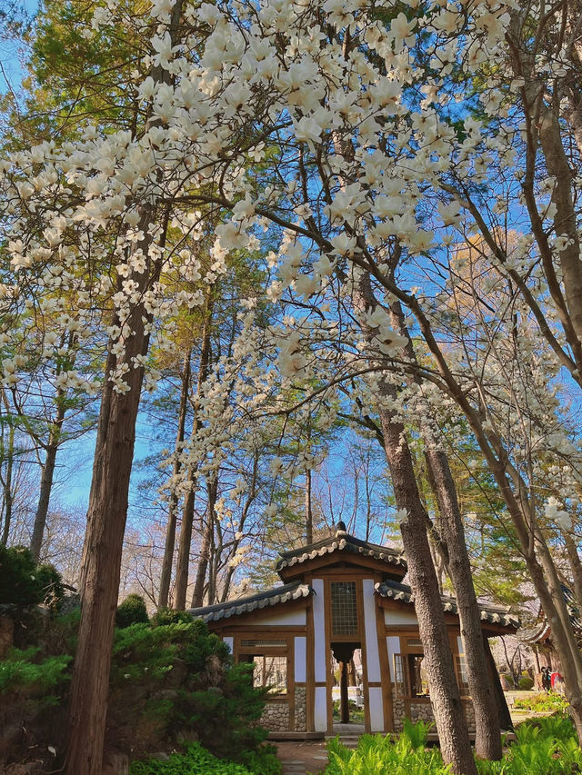 Blush Pink Paradise — Cherry Blossom Season on Nami Island