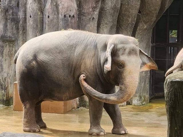 “Zoo Negara — Malaysia’s Wild Heart of Adventure and Conservation”