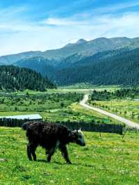 Yuke Grassland – A Hidden Paradise in Sichuan! 🏔️