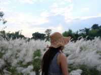 ทุ่งดอกอ้อ ริมแม่น้ำวัง จ.ลำปาง 🌿