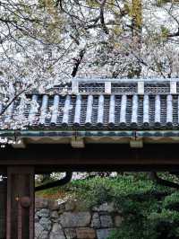 Sakura: Ephemeral Beauty and the Soul of Japanese Spring