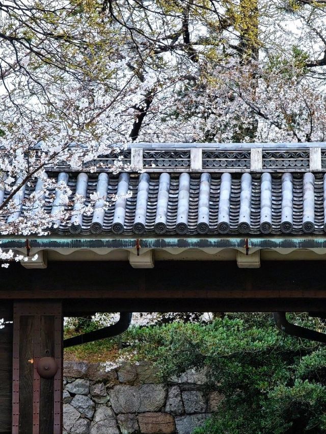 Sakura: Ephemeral Beauty and the Soul of Japanese Spring