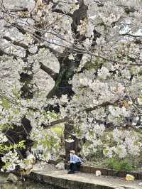 🌸 If you only have one day in Tokyo to see cherry blossoms—go here!