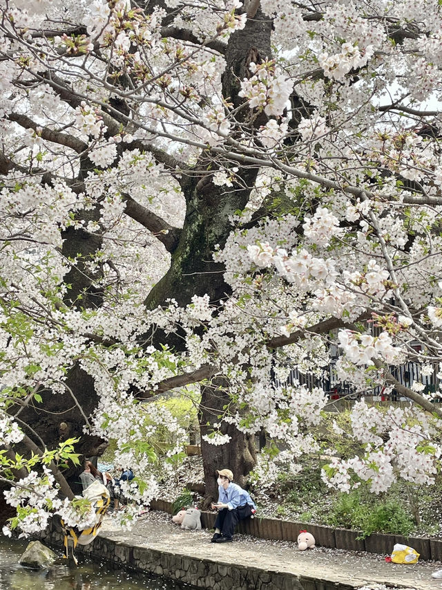 🌸 If you only have one day in Tokyo to see cherry blossoms—go here!