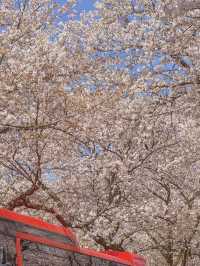 Spring's Best-Kept Secret: Hwagae’s 6km of Blossoms